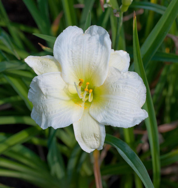  Taglilie Gentle Shepherd - Hemerocallis