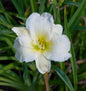  Taglilie Gentle Shepherd - Hemerocallis