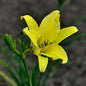  Taglilie Hyperion - Hemerocallis Cultorum