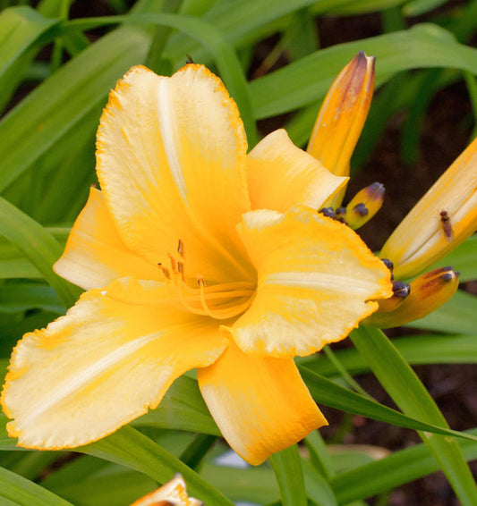  Taglilie Mary Todd - Hemerocallis