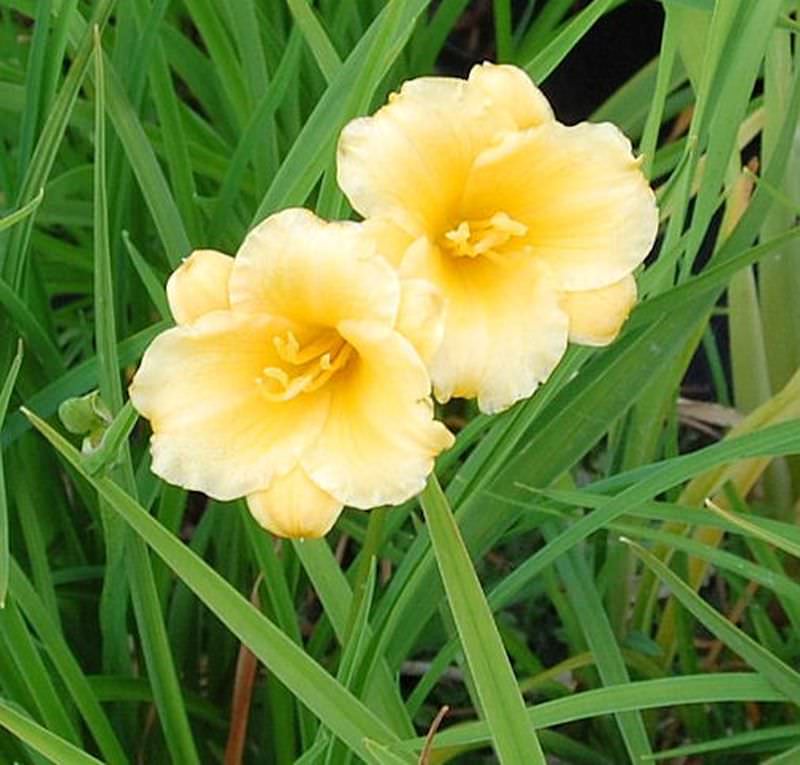  Taglilie Mini Stella - Hemerocallis