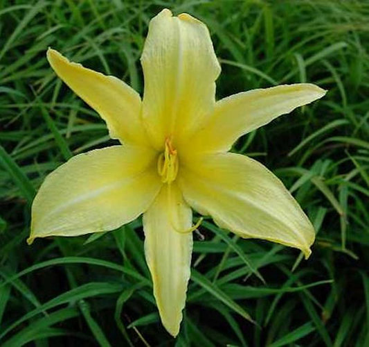  Taglilie Northbrook Star - Hemerocallis