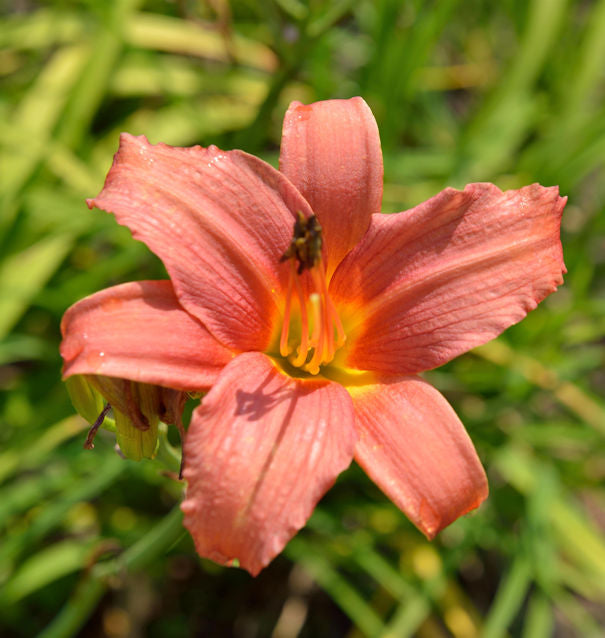  Taglilie Pink Damask - Hemerocallis