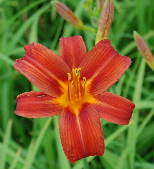  Taglilie Sammy Russel - Hemerocallis