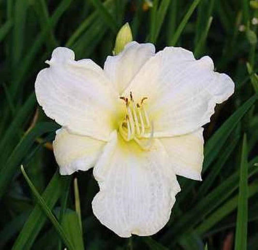  Taglilie White Temptation - Hemerocallis
