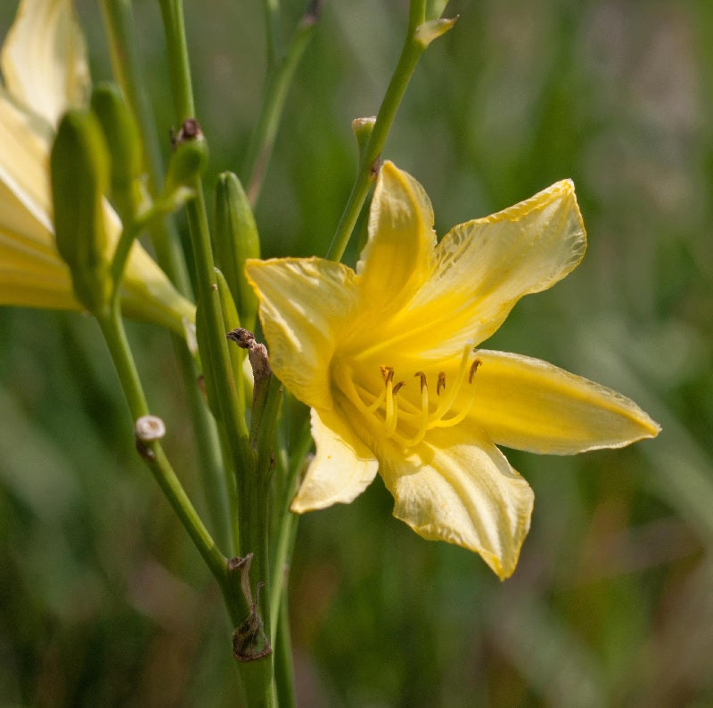  Hohe Taglilie - Hemerocallis Altissima