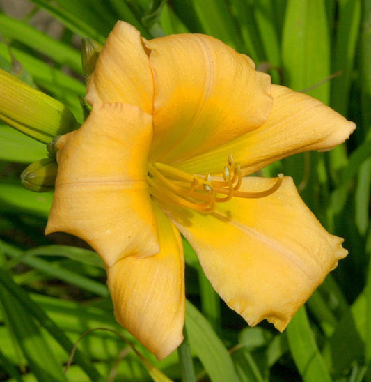  Taglilie Blond Baby - Hemerocallis Cultorum