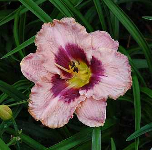  Taglilie Daring Deception - Hemerocallis Cultorum