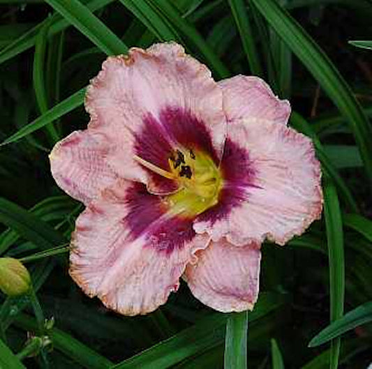  Taglilie Daring Deception - Hemerocallis Cultorum