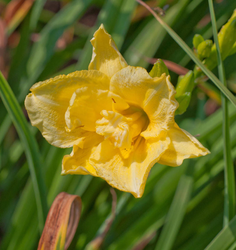  Taglilie Crimson Double River Wye - Hemerocallis Cultorum