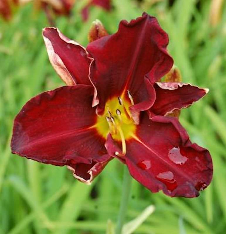  Taglilie Ed Murray - Hemerocallis Cultorum