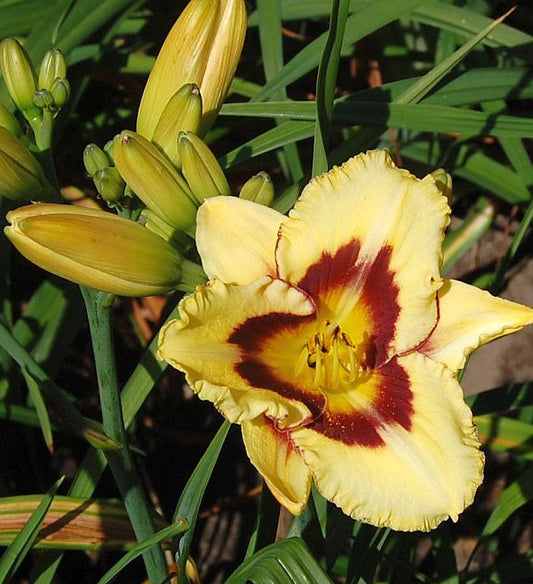  Taglilie El Desperado - Hemerocallis Cultorum