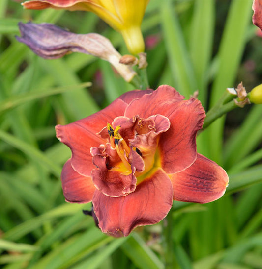  Taglilie Night Embers - Hemerocallis
