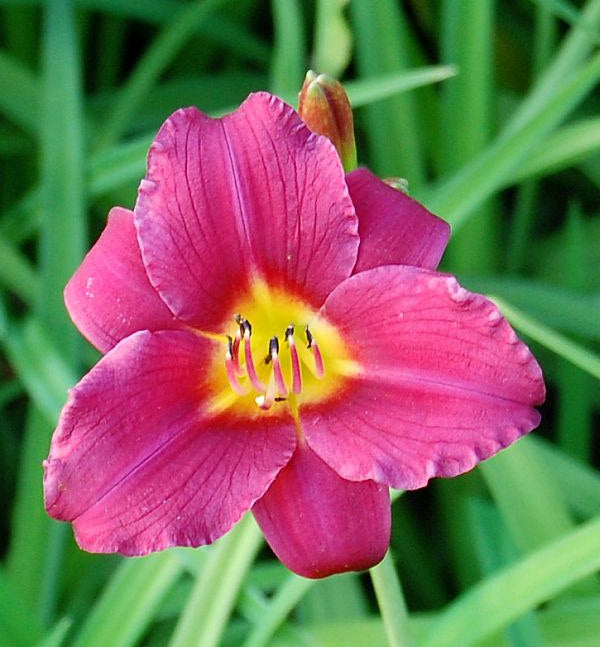  Taglilie Pardon Me - Hemerocallis
