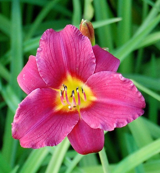  Taglilie Pardon Me - Hemerocallis