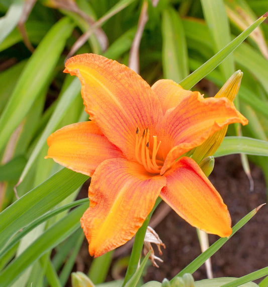  Taglilie Rocket City - Hemerocallis Cultorum