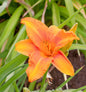  Taglilie Rocket City - Hemerocallis Cultorum