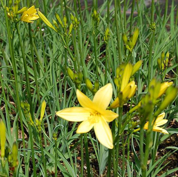  Wiesen Taglilie - Hemerocallis Lilioasphodelus