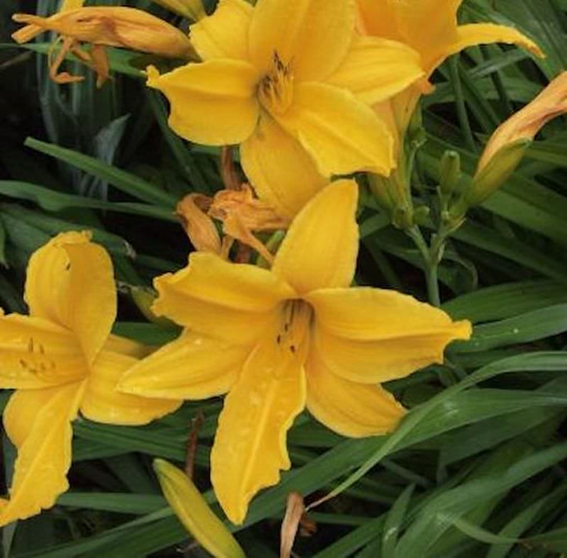  Frühe Wiesen Taglilie - Hemerocallis Middendorffii