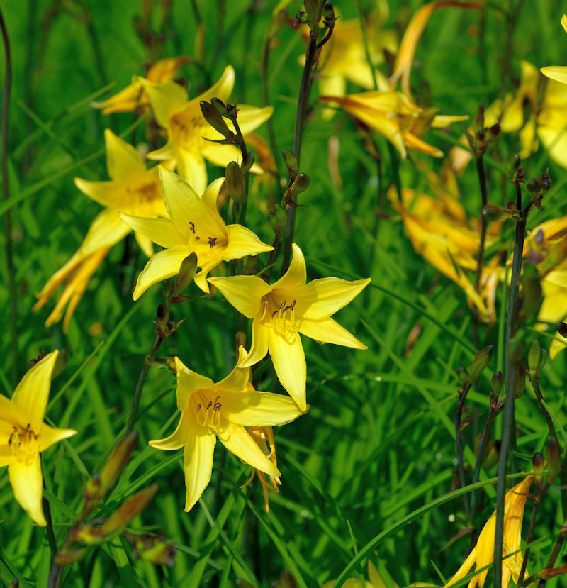  Kleine Taglilie - Hemerocallis Minor