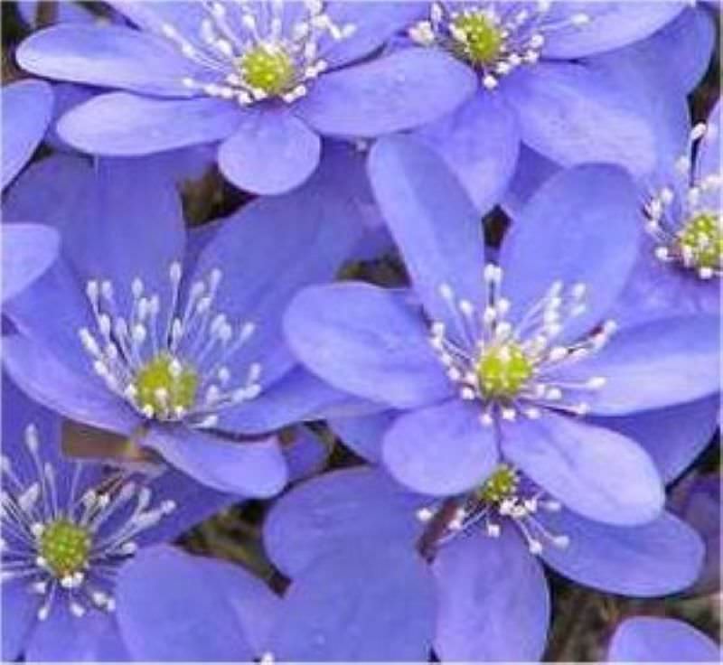  Leberblümchen - Hepatica Nobilis