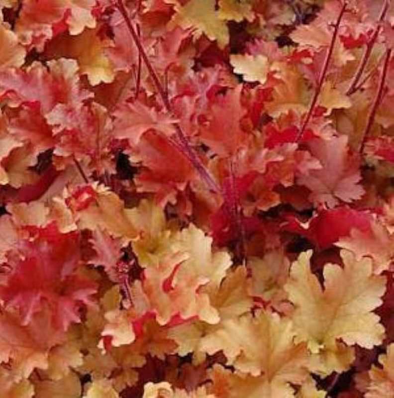  Purpurglöckchen Creme Brülee - Großer Topf - Heuchera Brizoides