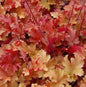  Purpurglöckchen Creme Brülee - Großer Topf - Heuchera Brizoides