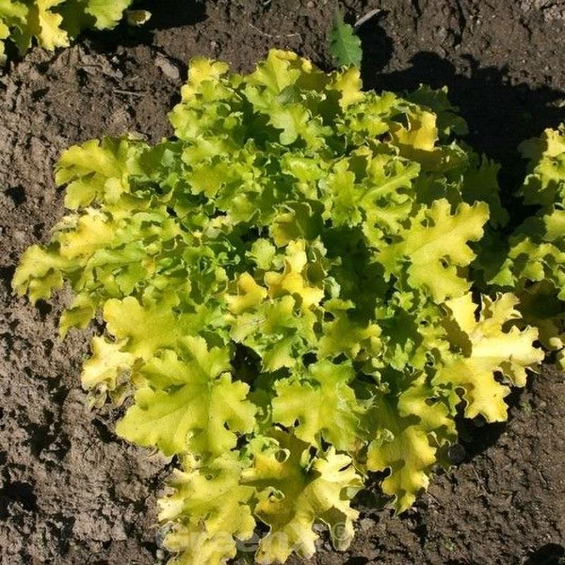  Purpurglöckchen Lime Marmalade - Großer Topf - Heuchera Brizoides