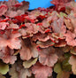  Purpurglöckchen Little Cuties Blondie - Großer Topf - Heuchera Brizoides