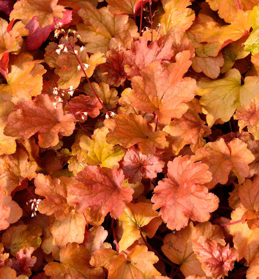 Purpurglöckchen Peach Flambé - Heuchera Brizoides
