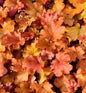 Purpurglöckchen Peach Flambé - Heuchera Brizoides