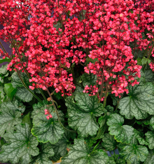  Purpurglöckchen Pluie De Feu - Heuchera Brizoides