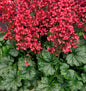  Purpurglöckchen Pluie De Feu - Heuchera Brizoides