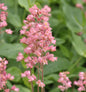  Purpurglöckchen Weserlachs - Heuchera Brizoides