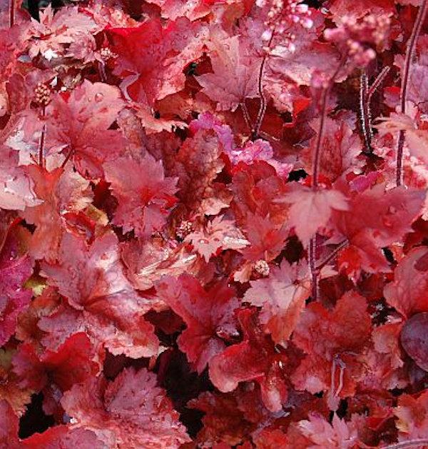  Silberglöckchen Fire Chief - Heuchera Cultorum