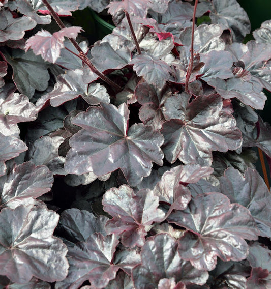  Silberglöckchen Obsidian - Großer Topf - Heuchera Cultorum