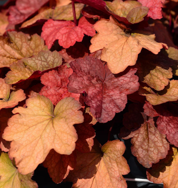  Purpurglöckchen Amber Lady - Großer Topf- Heuchera Micrantha