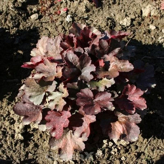  Purpurglöckchen Cherry Cola - Heuchera Micrantha