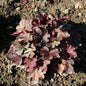  Purpurglöckchen Cherry Cola - Heuchera Micrantha