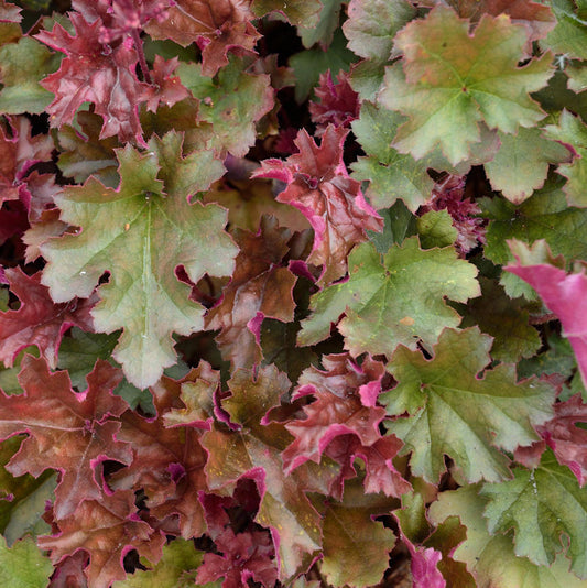  Purpurglöckchen Chocolate Ruffles - Heuchera Micrantha