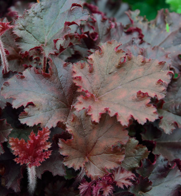  Purpurglöckchen Melting Fire - Großer Topf - Heuchera Villosa