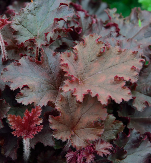  Purpurglöckchen Melting Fire - Großer Topf - Heuchera Villosa