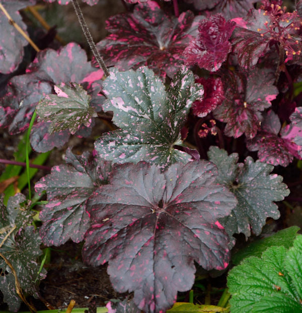  Purpurglöckchen Rachel - Heuchera Micrantha