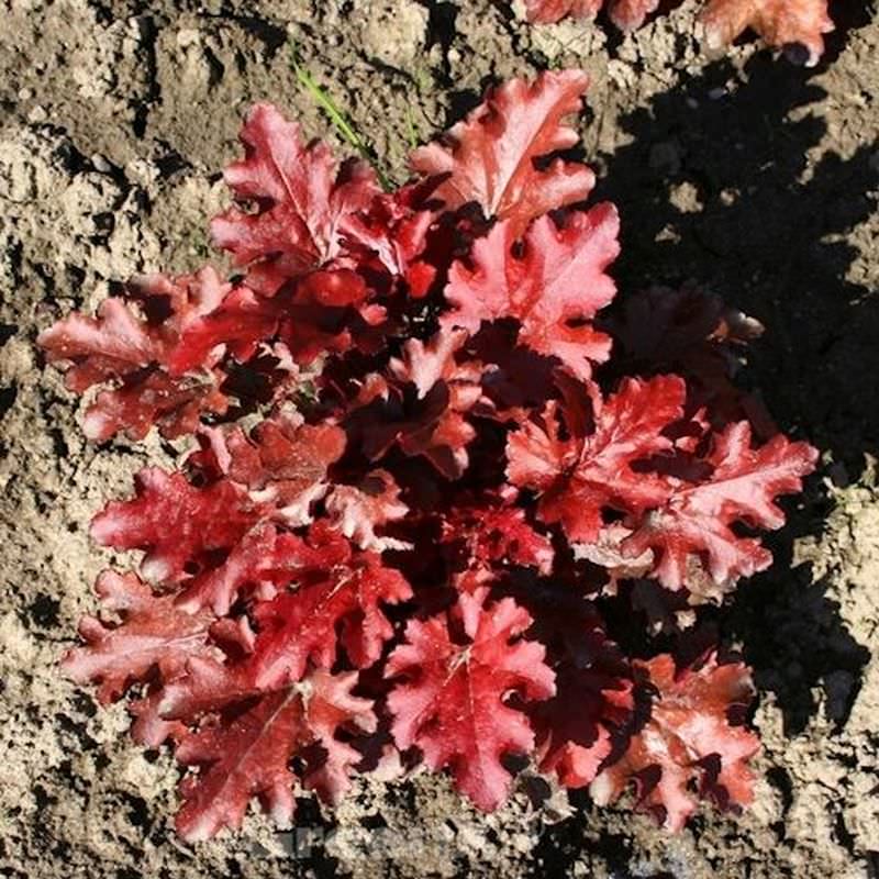  Purpurglöckchen Red Fury - Großer Topf - Heuchera Sanguinea
