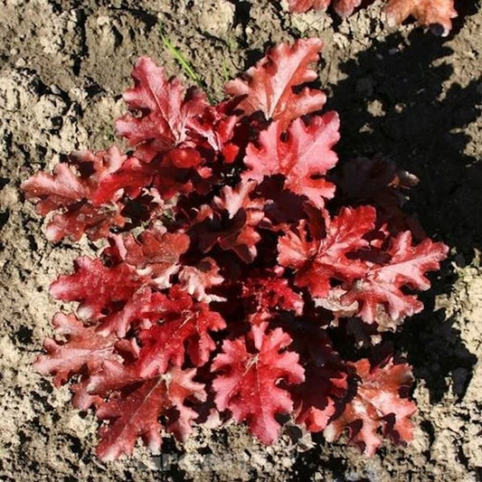  Purpurglöckchen Red Fury - Großer Topf - Heuchera Sanguinea