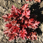  Purpurglöckchen Red Fury - Großer Topf - Heuchera Sanguinea