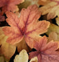  Teppich Purpurglöckchen Sweet Tea - Heucherella Tiarelloides