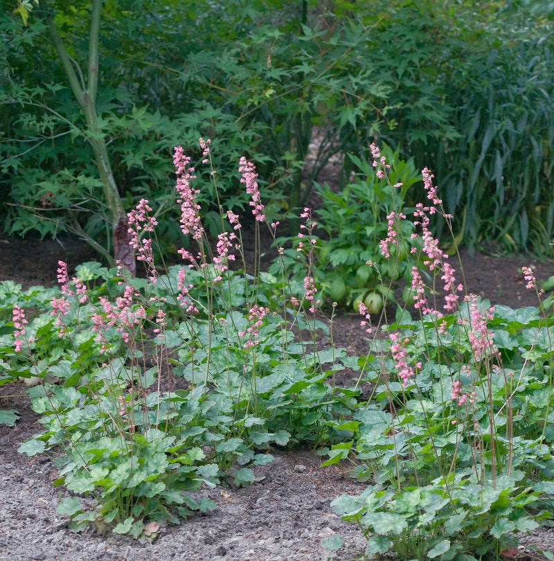  Niedliches Silberglöckchen - Heuchera Pulchella