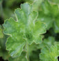  Purpurglöckchen White Cloud - Heuchera Sanguinea