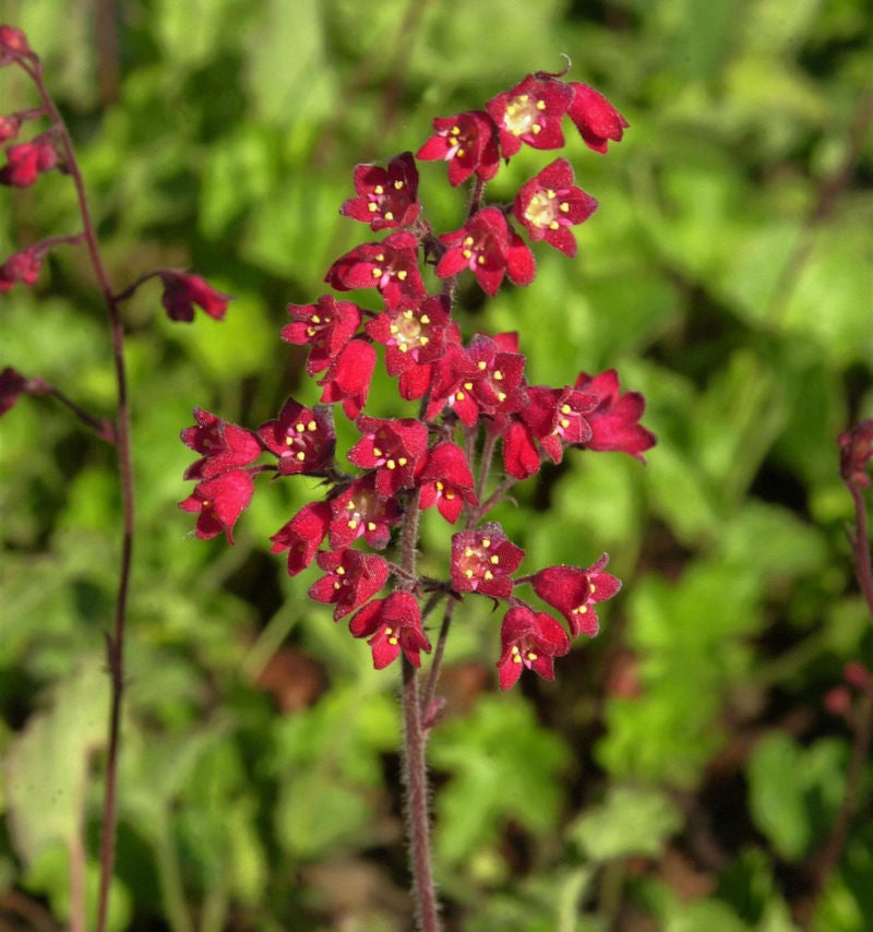  Purpurglöckchen Leuchtkäfer - Heuchera Sanguinea